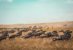 Maasai Mara