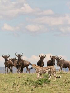Maasai Mara