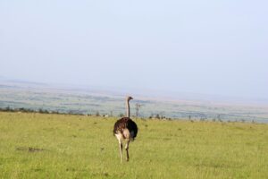 Ostrich