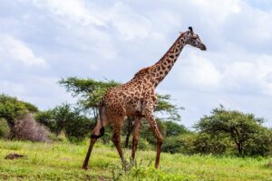 Maasai mara