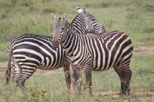 Zebras at Nairobi National Park